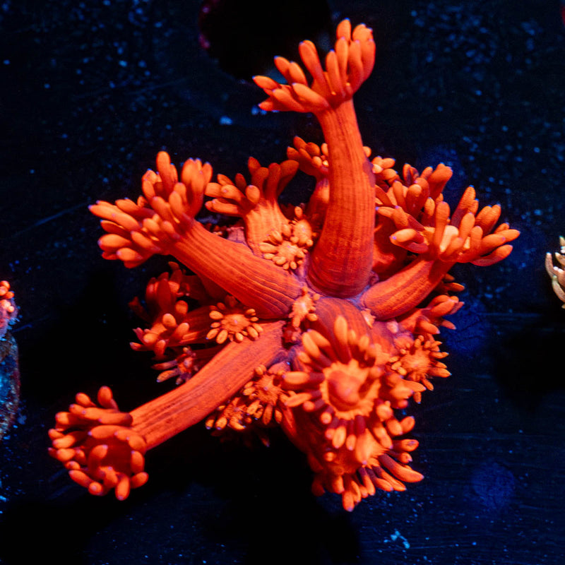 Red Bull Goniopora