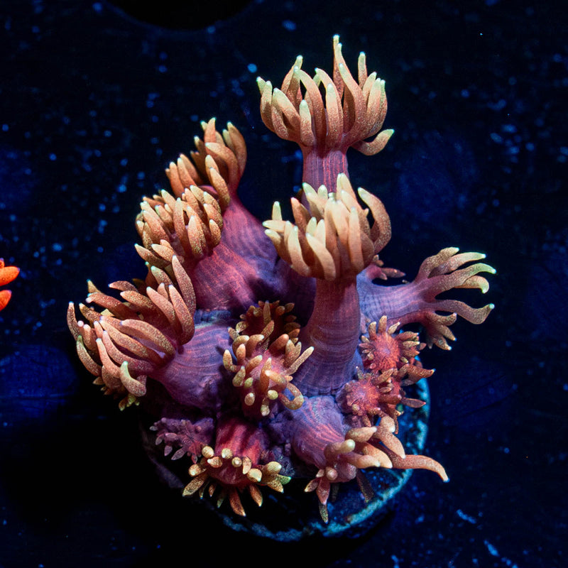 Iron Man Goniopora