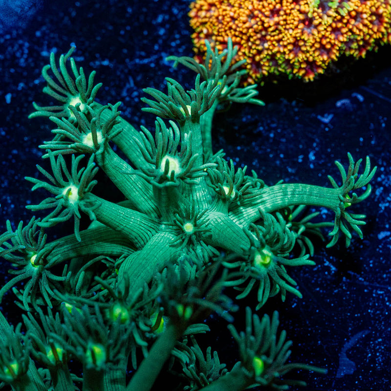 Toxic Goniopora