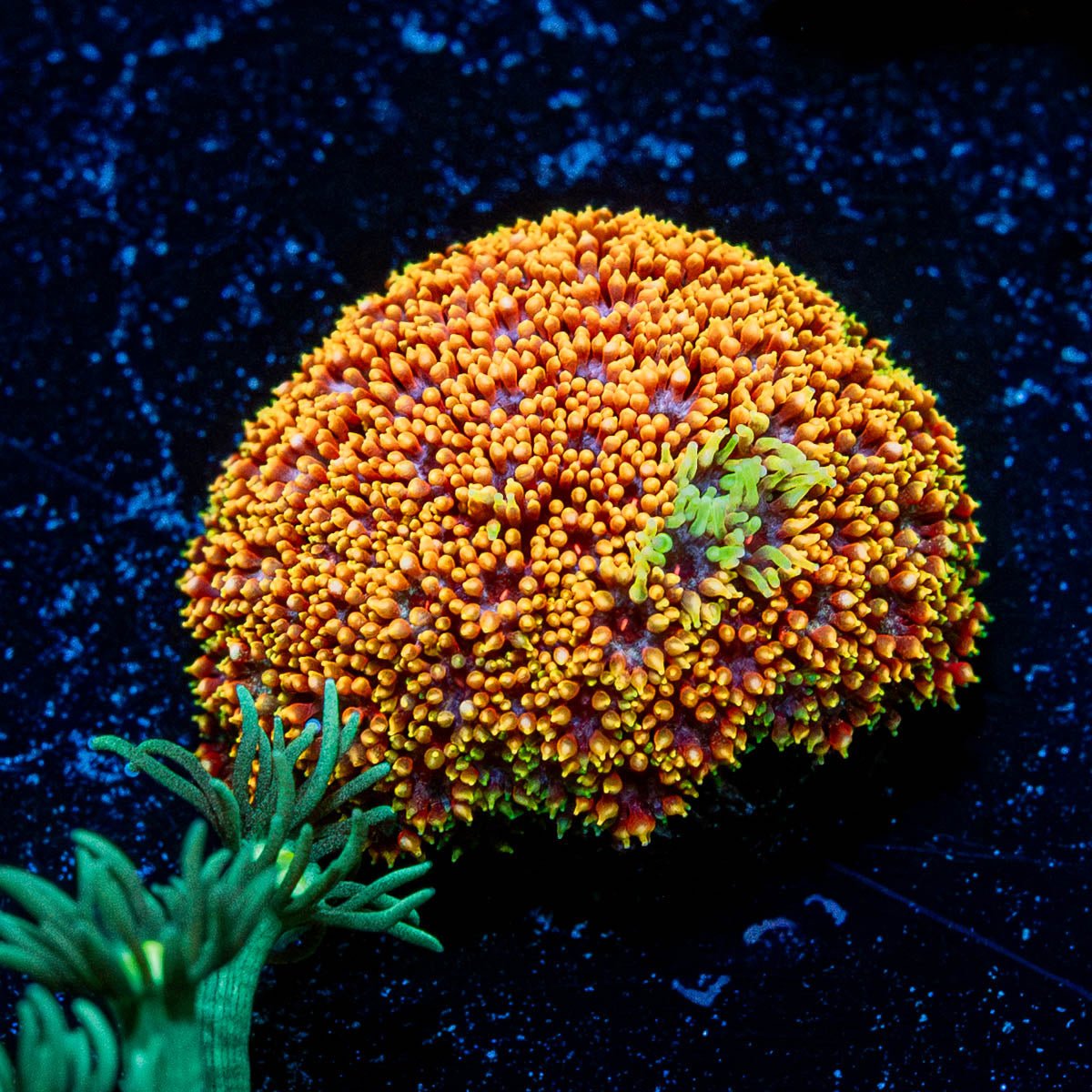 Rainbow barnardapora - riptide aquaculture llc