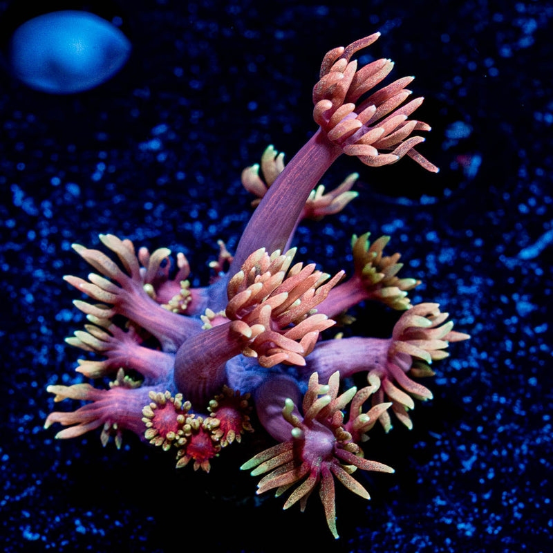Iron Man Goniopora