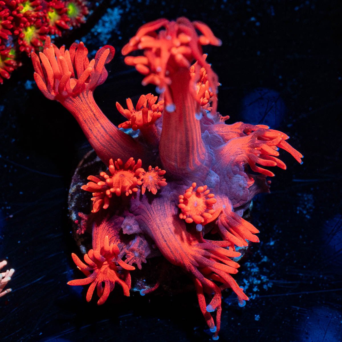 Red Bull Goniopora - riptide aquaculture llc