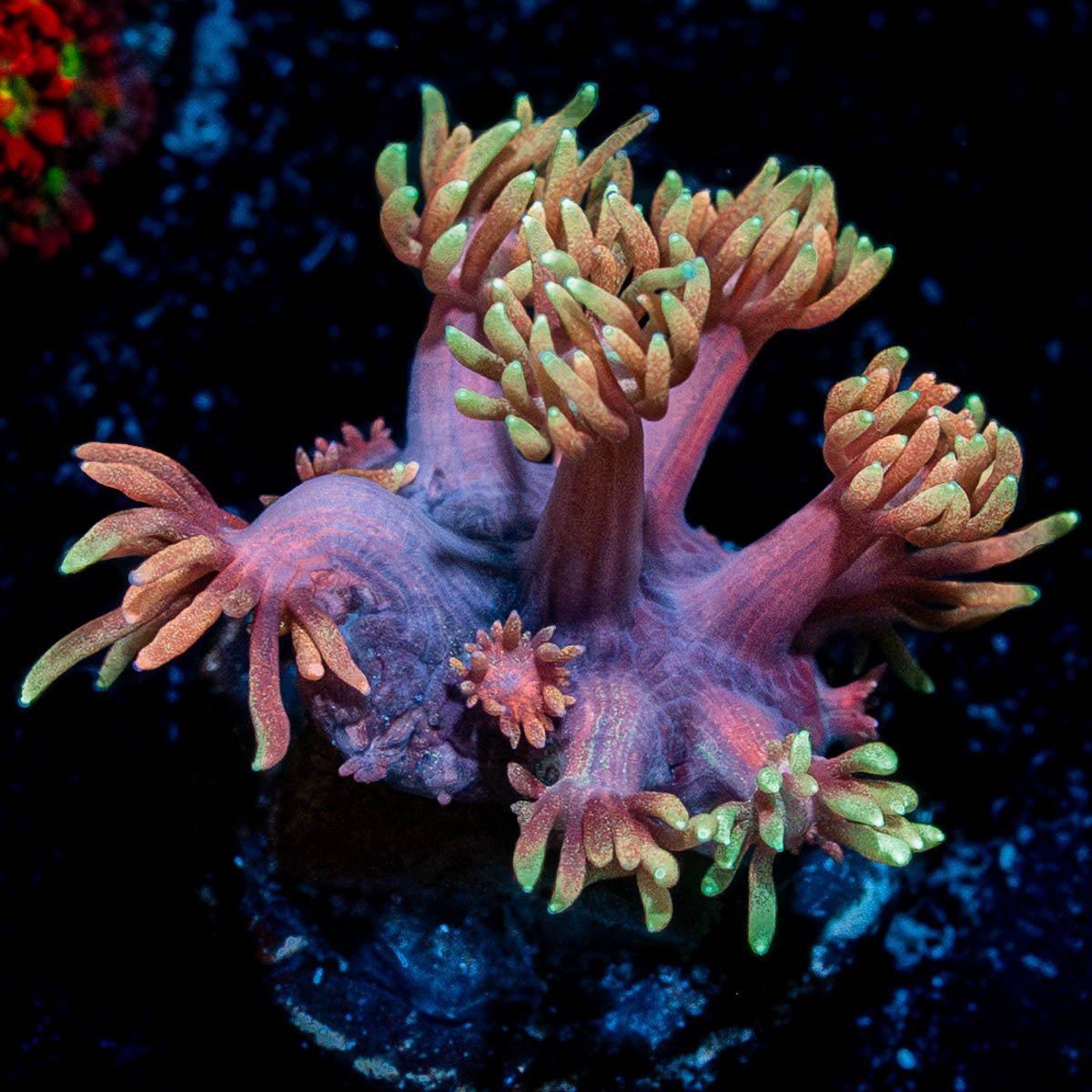 Ironman Goniopora - riptide aquaculture llc