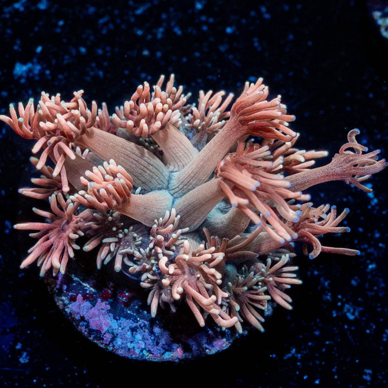 Hunch Punch Goniopora