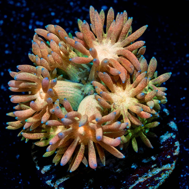 Encore Goniopora