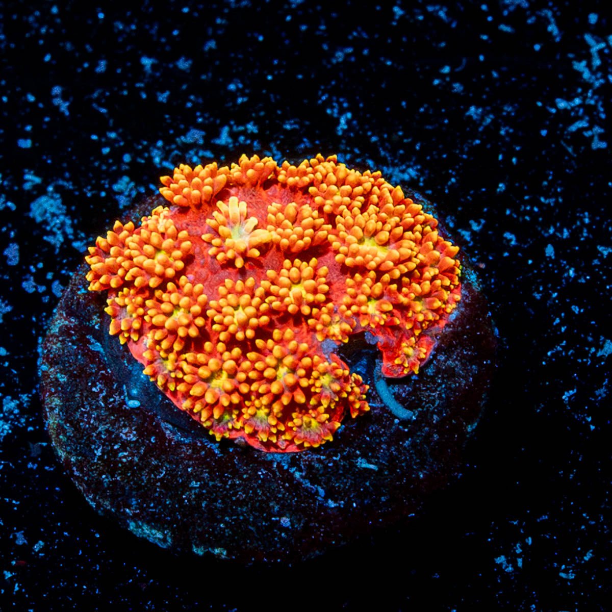 Rainbow Bernardpora - riptide aquaculture llc