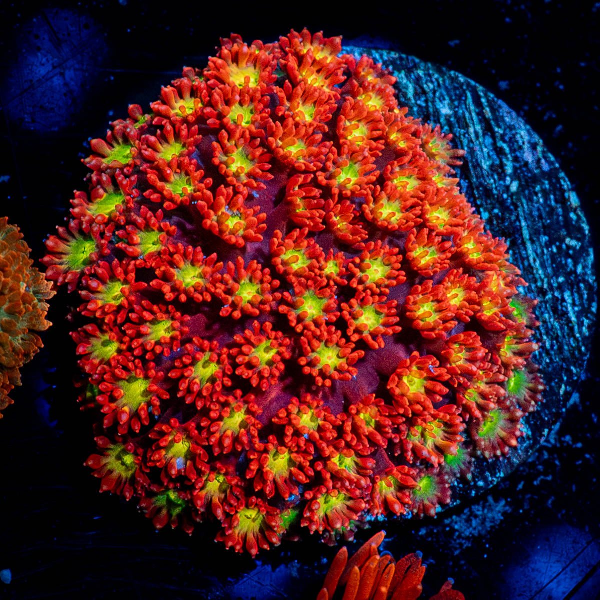 Chili Boom Bernardpora - riptide aquaculture llc