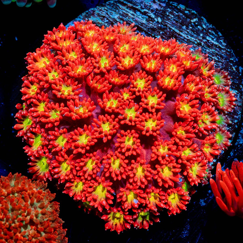 Chili Boom Bernardpora