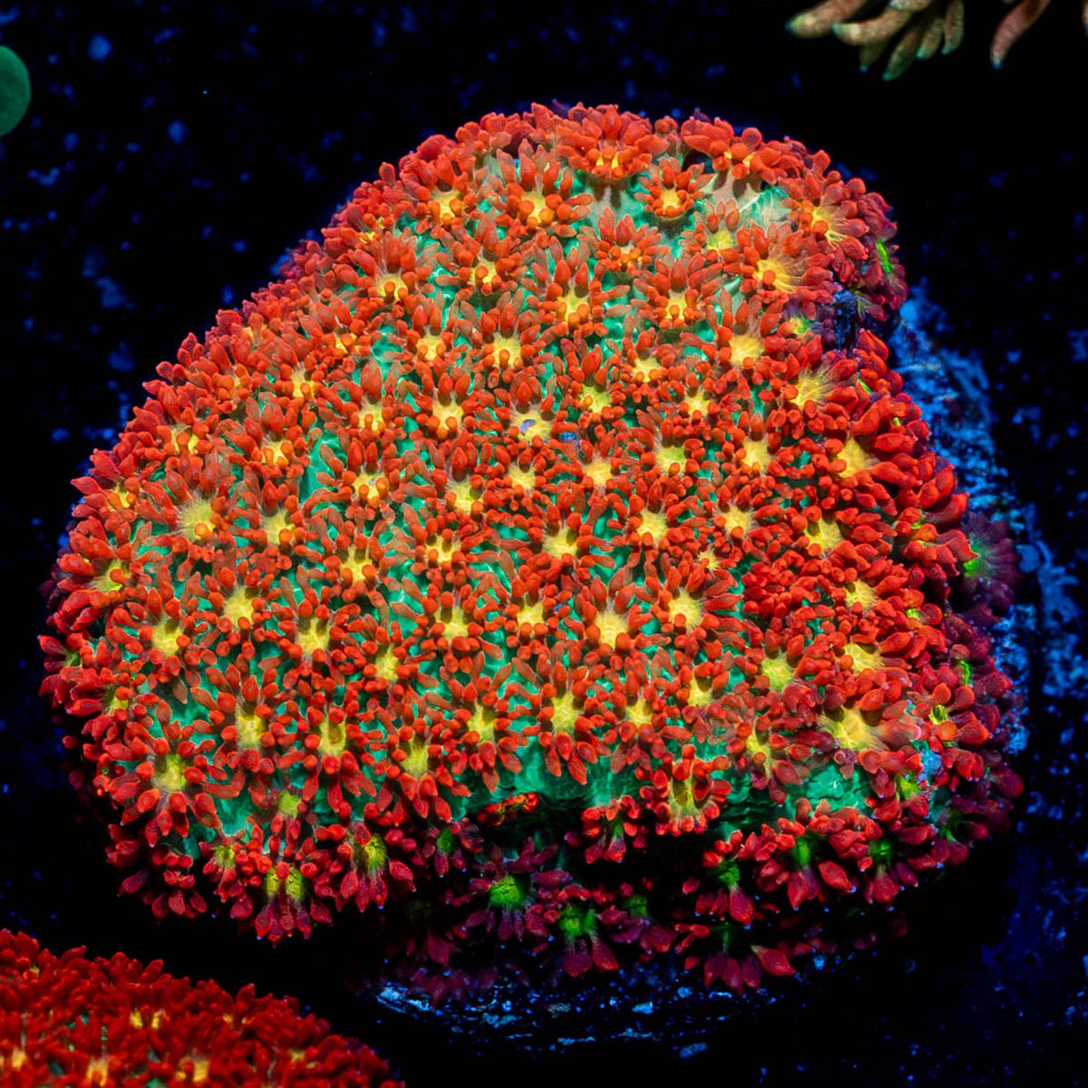 Chili Boom Bernardpora - riptide aquaculture llc