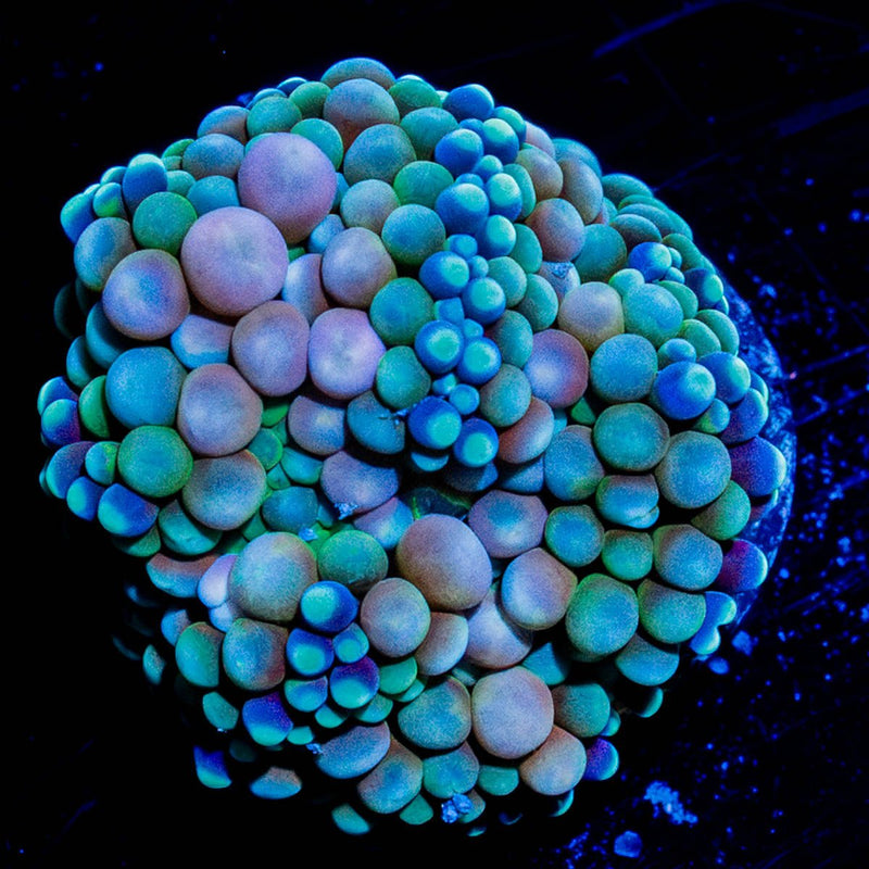 Ricordea Mushroom