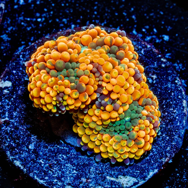 Orange Ricordea Mushroom