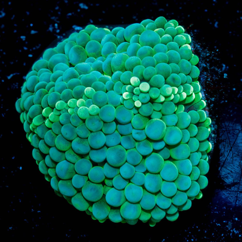 Ricordea Mushroom
