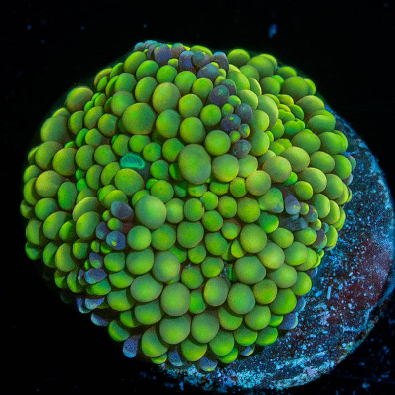 Ricordea Mushroom