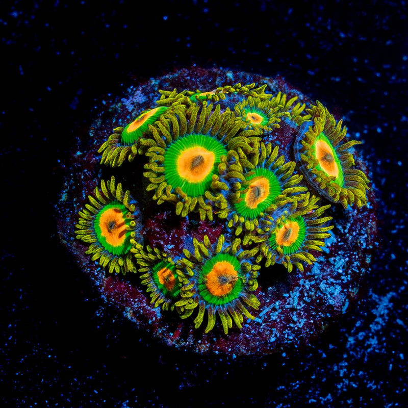 Rasta Zoanthid