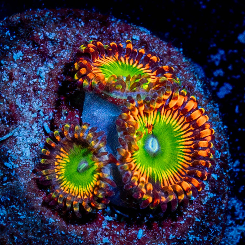 Candy Apple Green Zoanthid