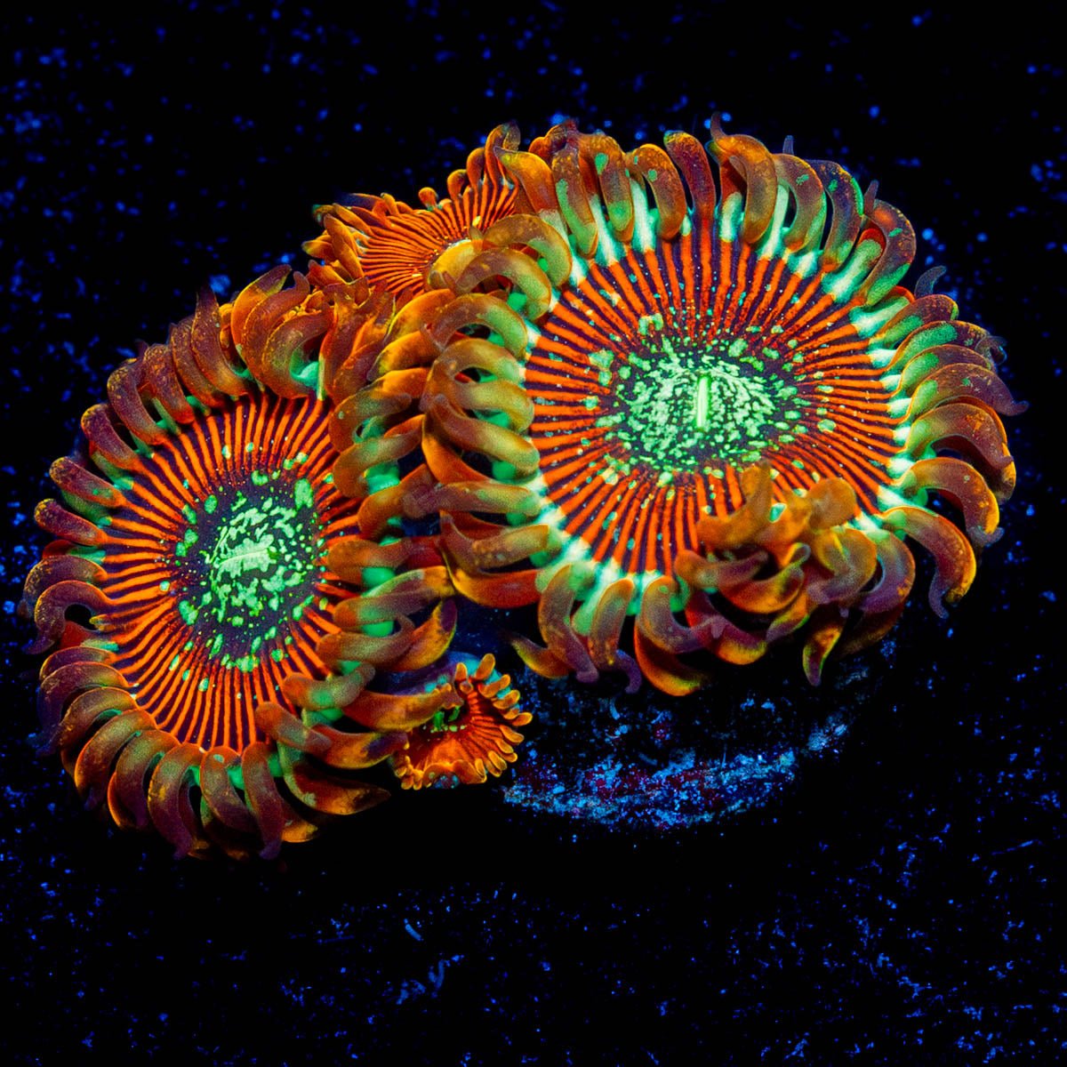 Magicians Zoanthid - riptide aquaculture llc