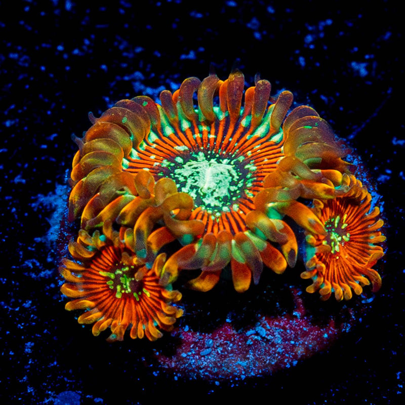 Magicians Zoanthid