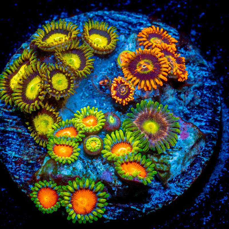 Zoanthid Combo