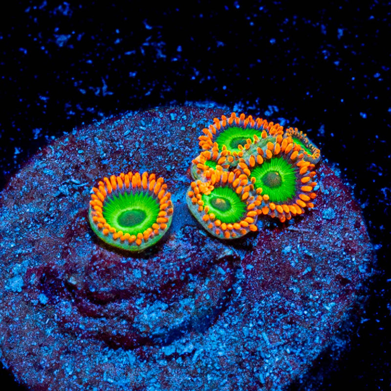 Emeralds On Fire Zoanthid
