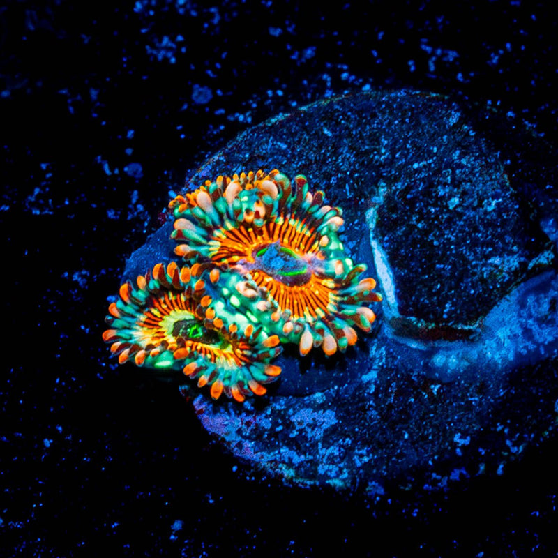 White Walkers Zoanthid