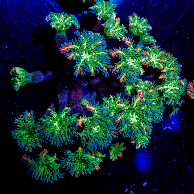 Large ARC Firework Clove Polyps