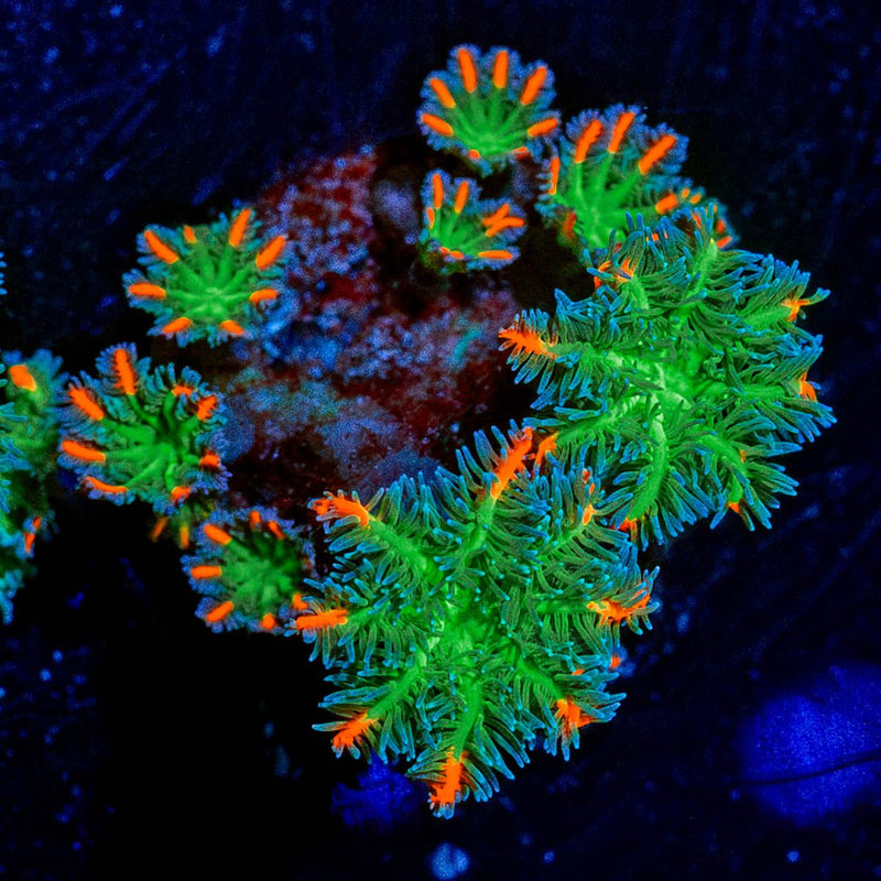 ARC Firework Clove Polyps