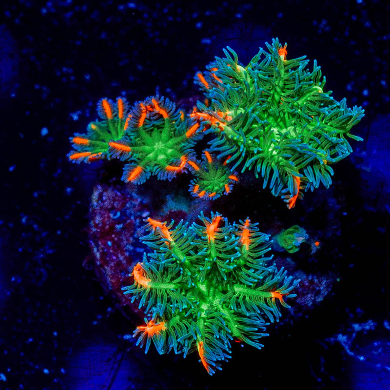 ARC Firework Clove Polyps