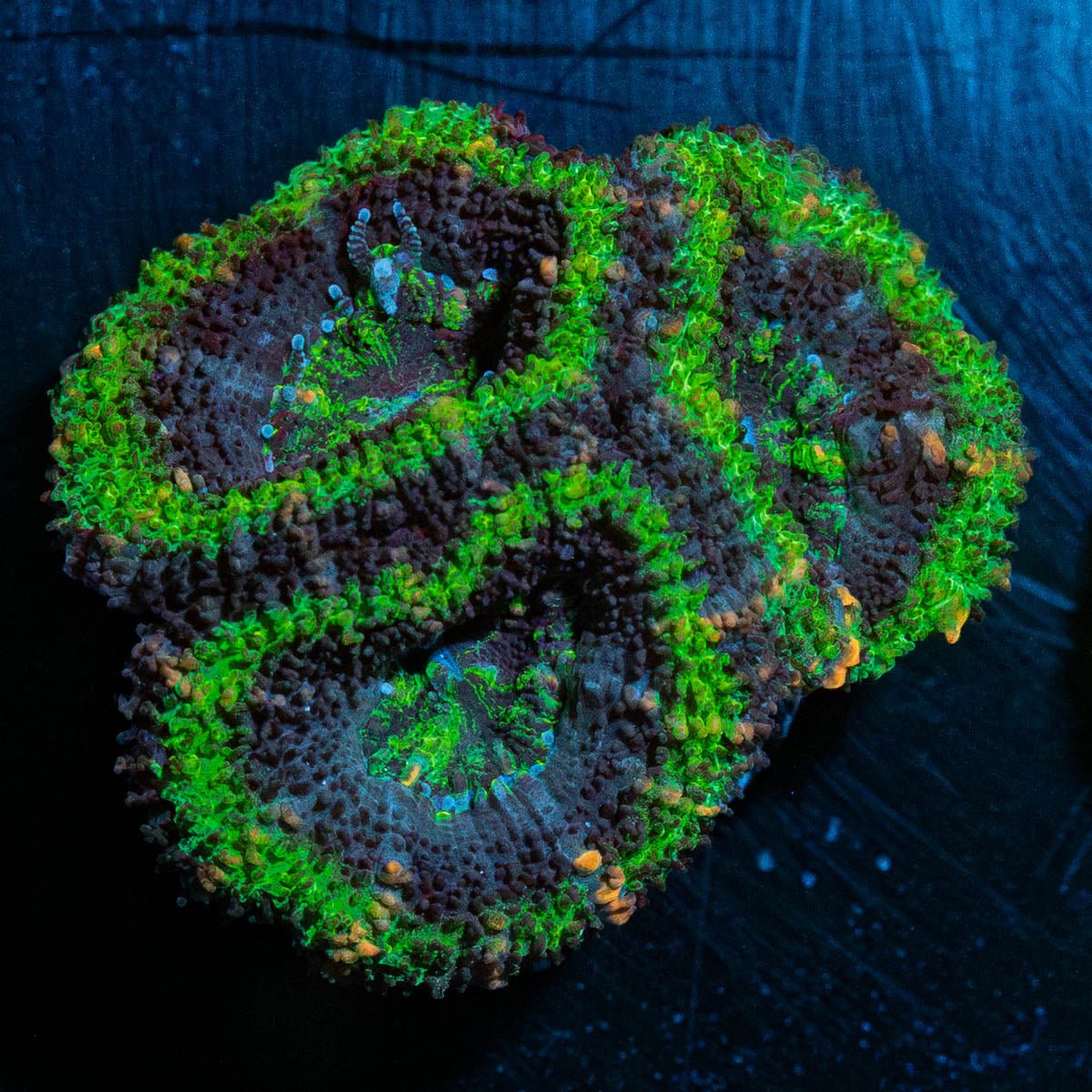 Acan Micromussa - riptide aquaculture llc