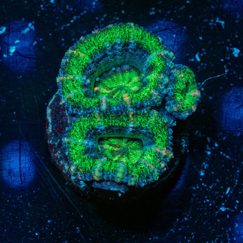 Acan Micromussa