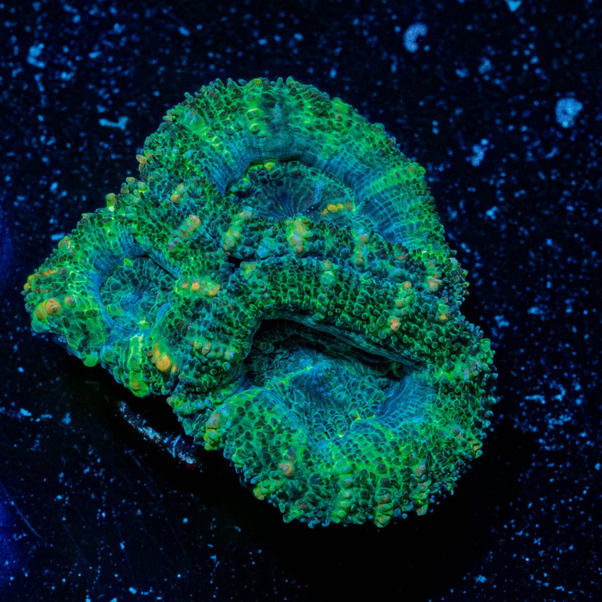 Acan Micromussa - riptide aquaculture llc