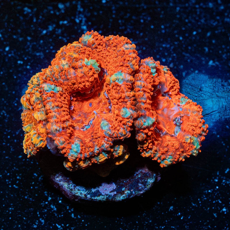 Acan Micromussa