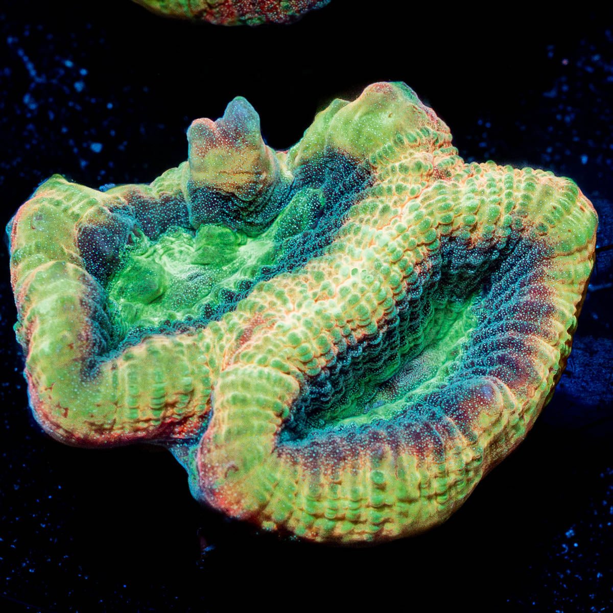 Dragon Slayer Favia - riptide aquaculture llc