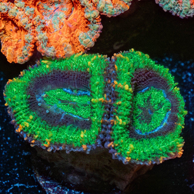 Acan Micromussa