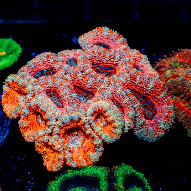 Large Two tone Micromussa Acan