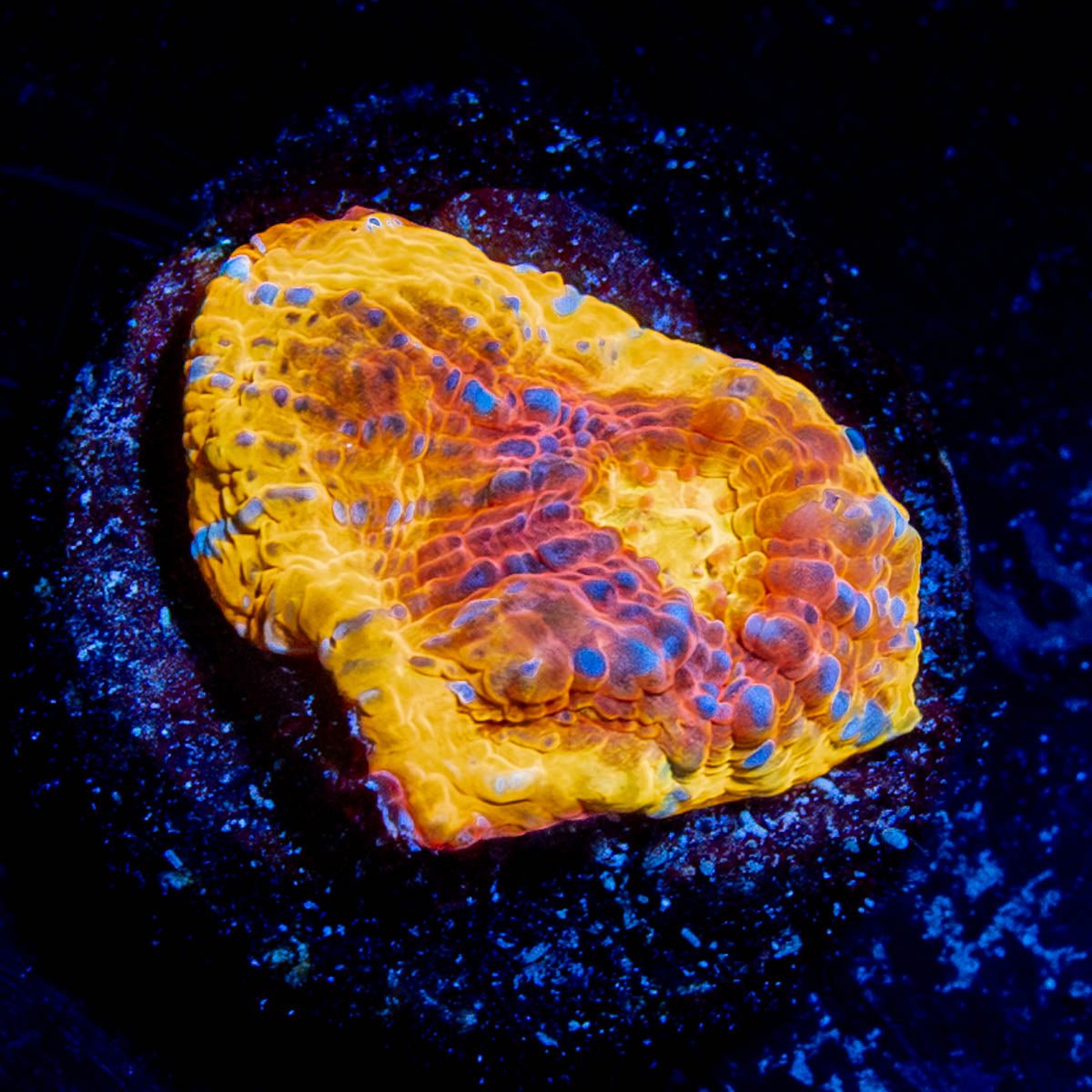 Flaming Bugatti Chalice - riptide aquaculture llc