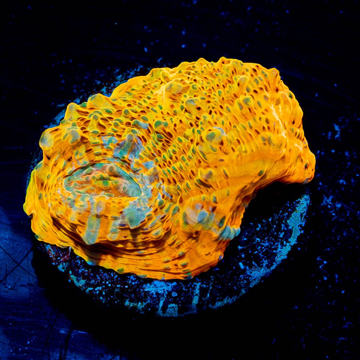 Holy Diver Chalice - riptide aquaculture llc