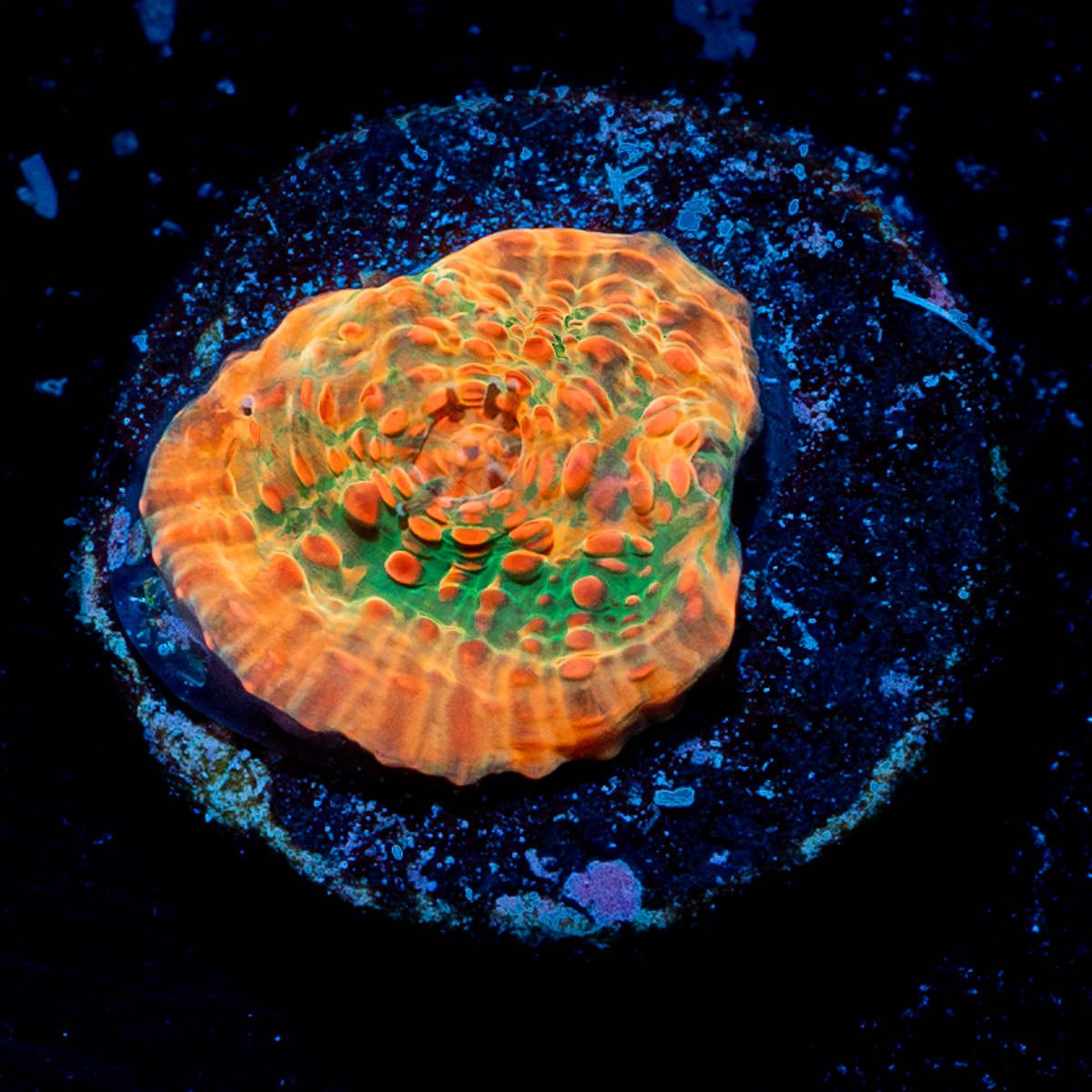Jolly Rancher Chalice - riptide aquaculture llc