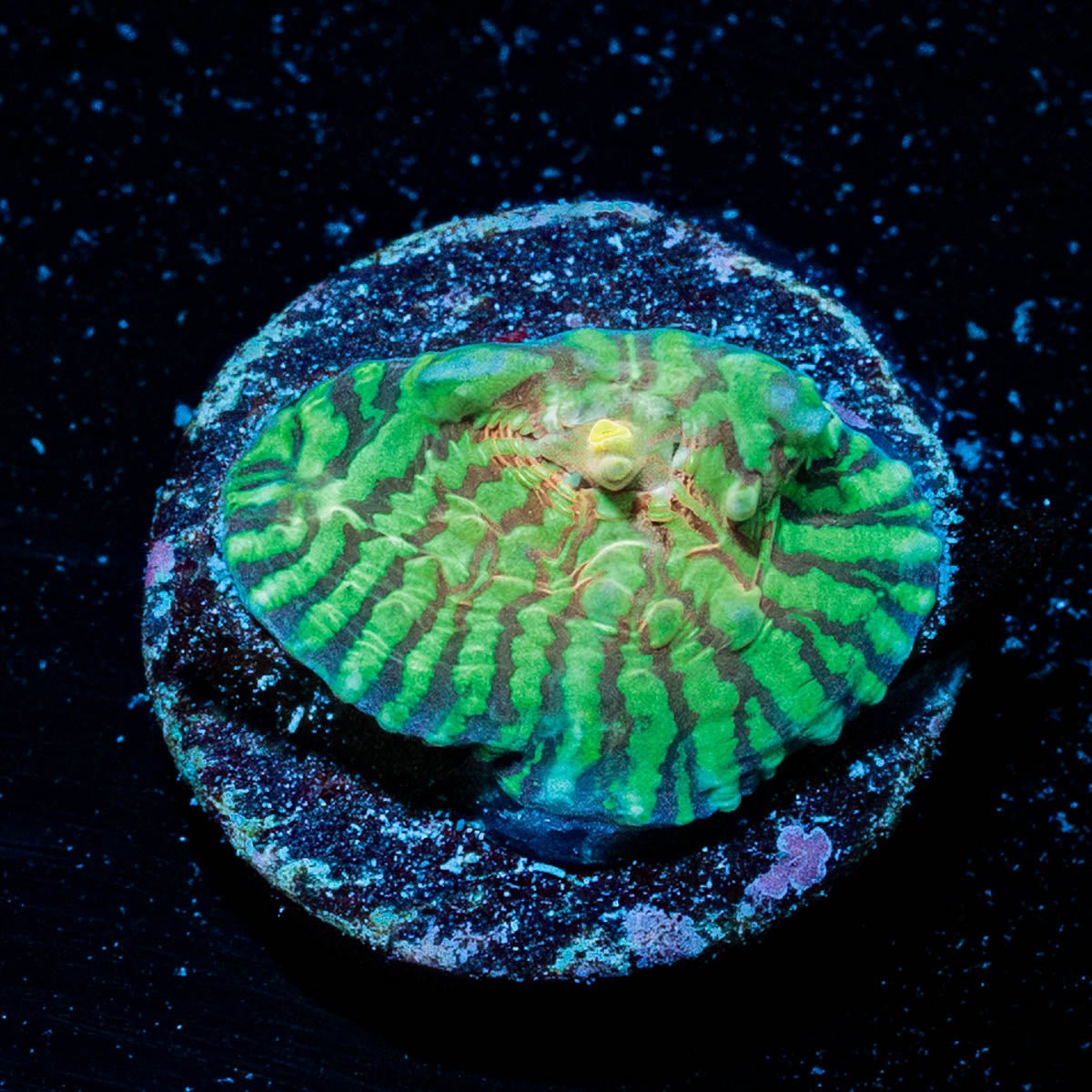 The Mask Convince Chalice - riptide aquaculture llc