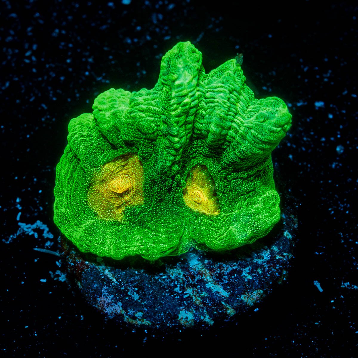 Space Invader Pectinia - riptide aquaculture llc