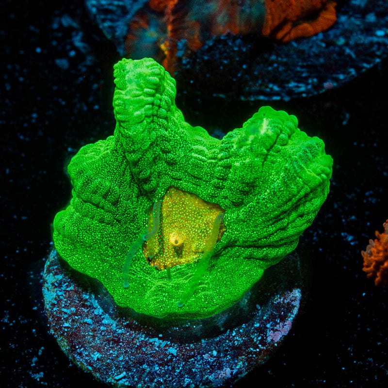 Space Invader Pectinia