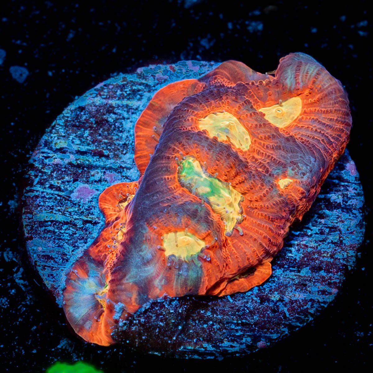 Toro Bravo Chalice - riptide aquaculture llc