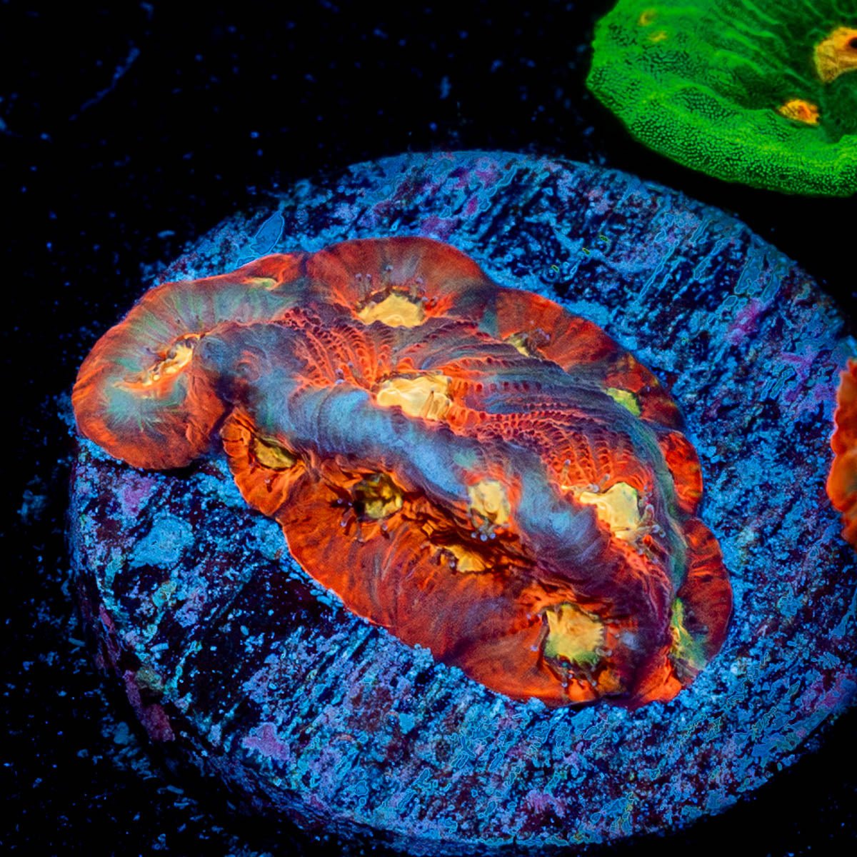 Toro Bravo Chalice - riptide aquaculture llc