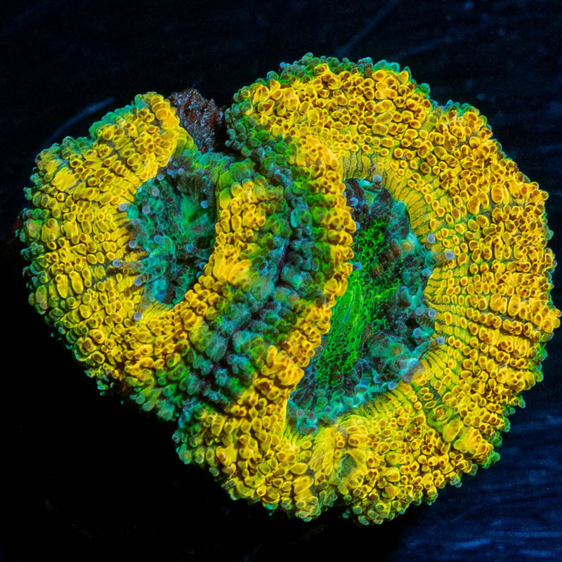 Thor's Hammer Acan Micromussa