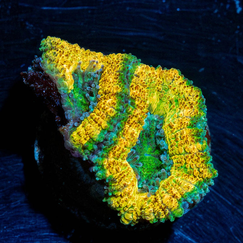 Thor's Hammer Acan Micromussa