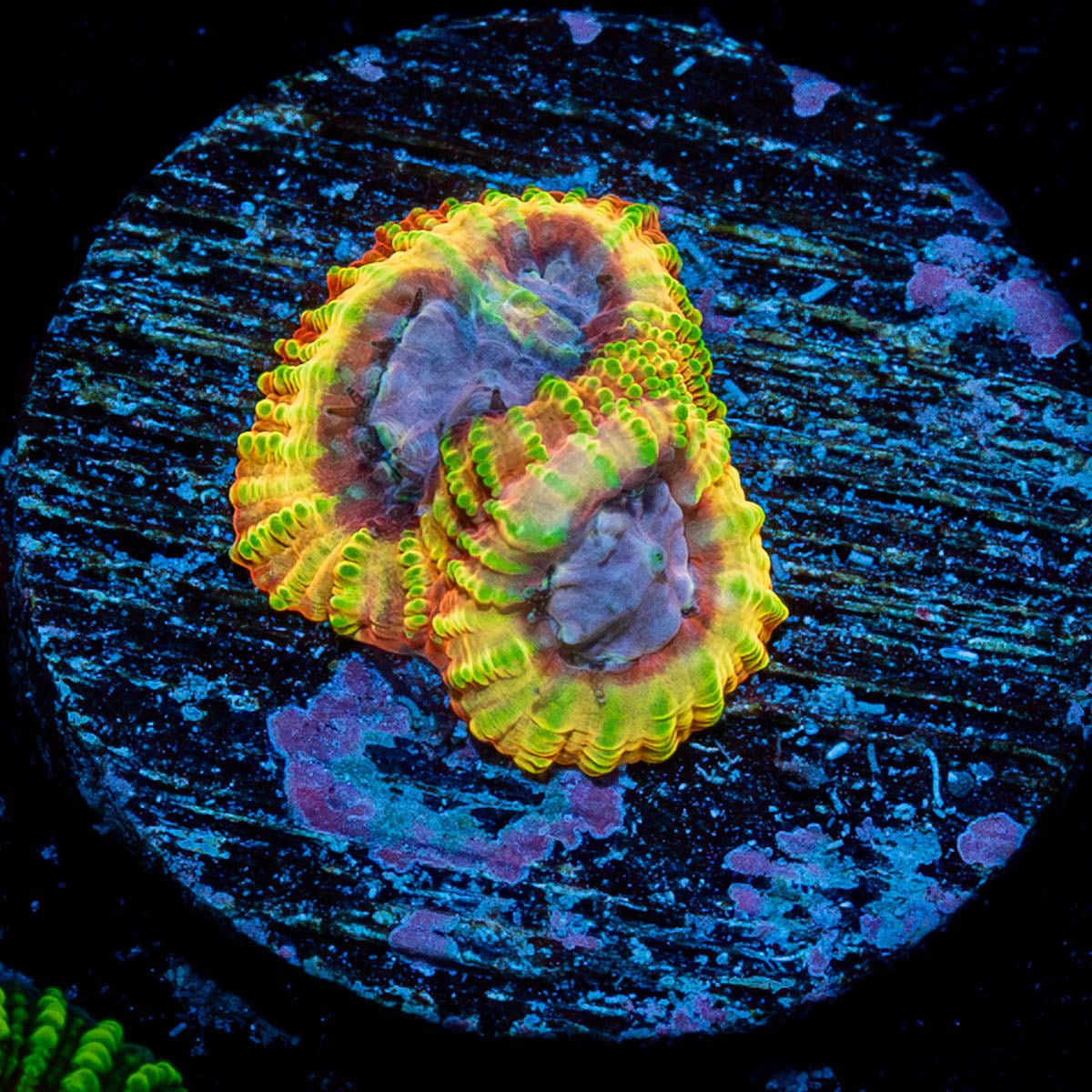 Ultron Favia - riptide aquaculture llc