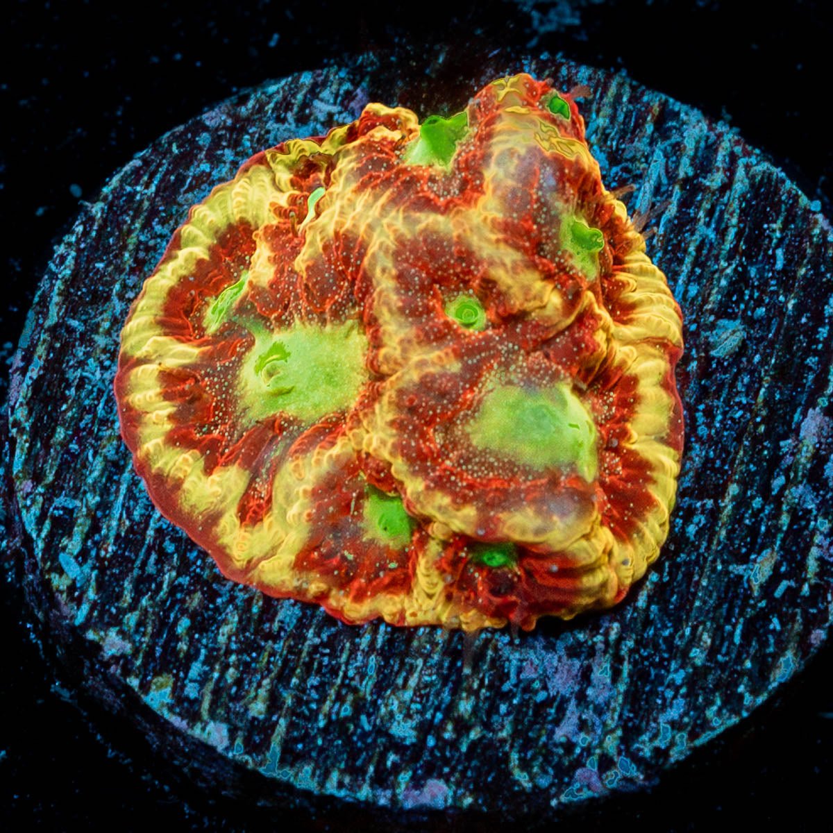 Conflict Diamond FAvia - riptide aquaculture llc
