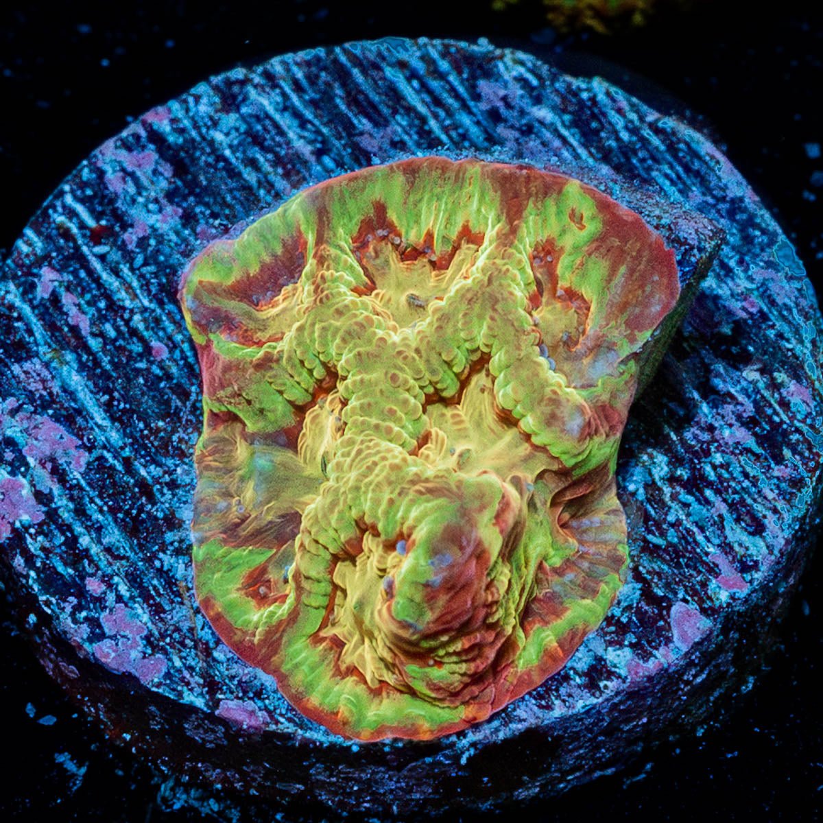 Scorpion King Favia - riptide aquaculture llc