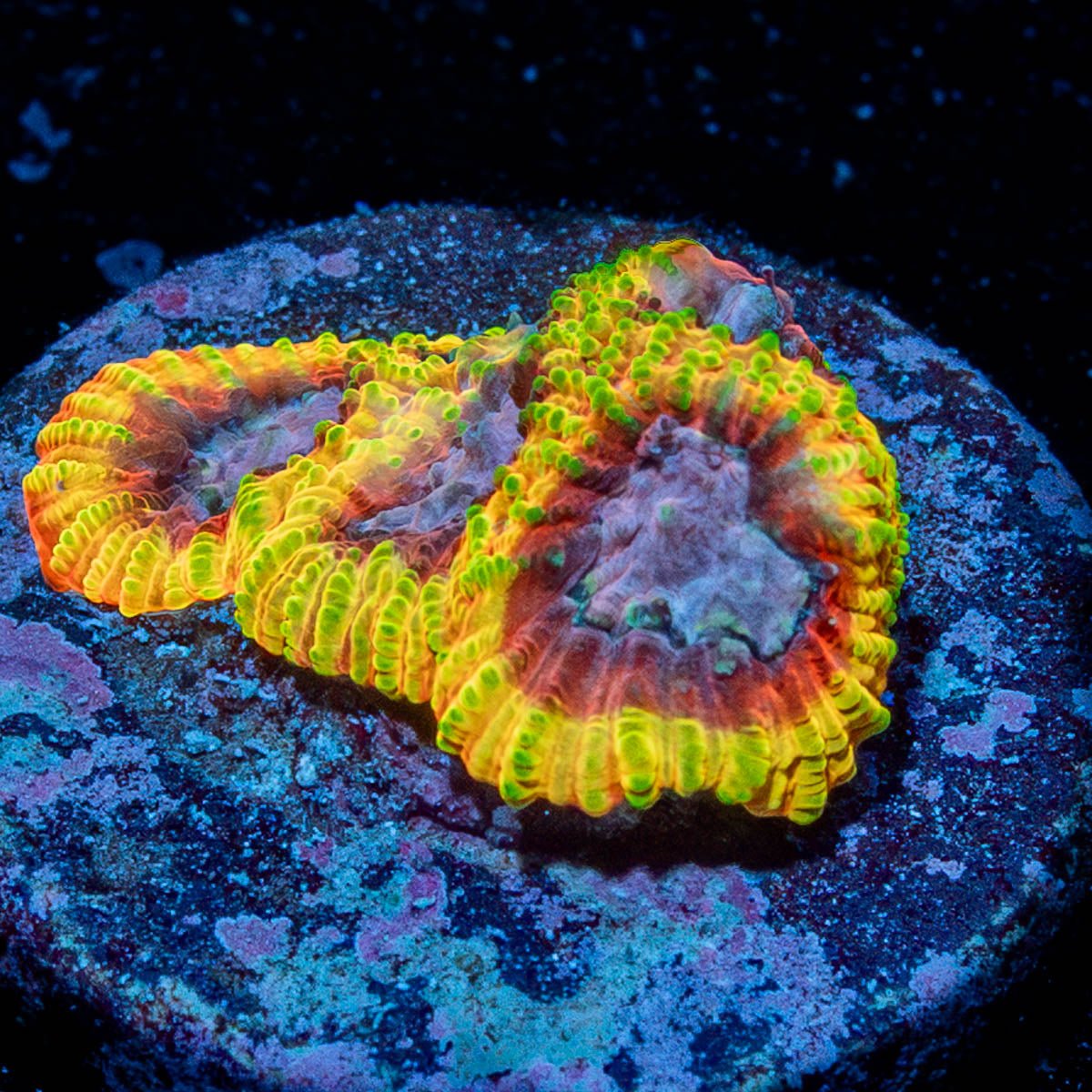 Ultron Favia - riptide aquaculture llc