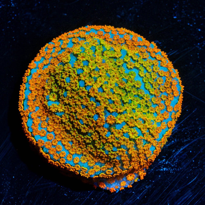 Rainbow Montipora