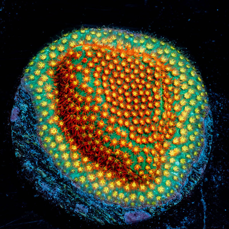 Close encounter Stylocoeniella
